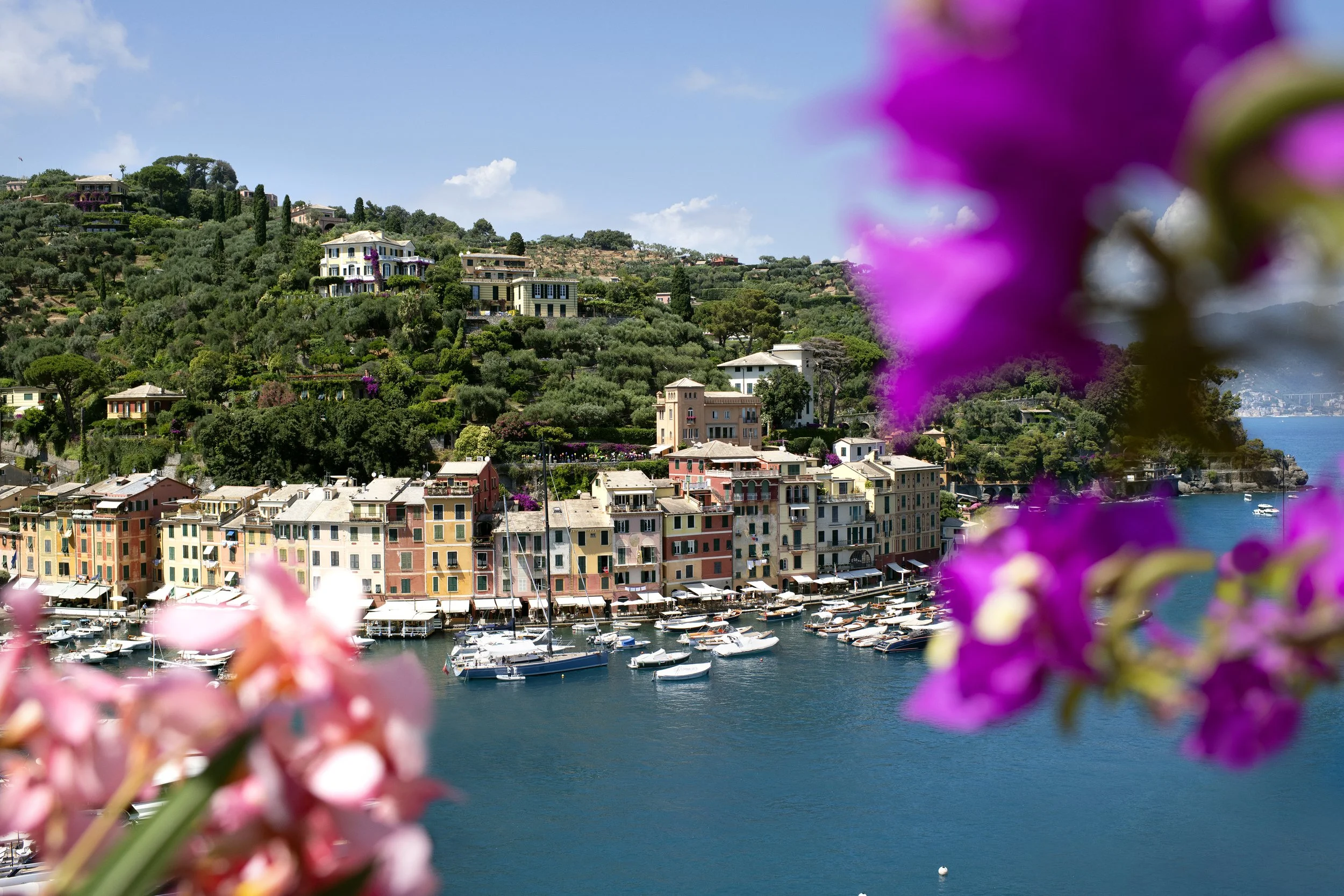 Dolce Lily 2022 - Still life visual_Landscape 2_RGB Web_300dpi.jpg