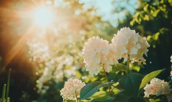 White hydrangea flowers in a garden with sunlight shining through trees.