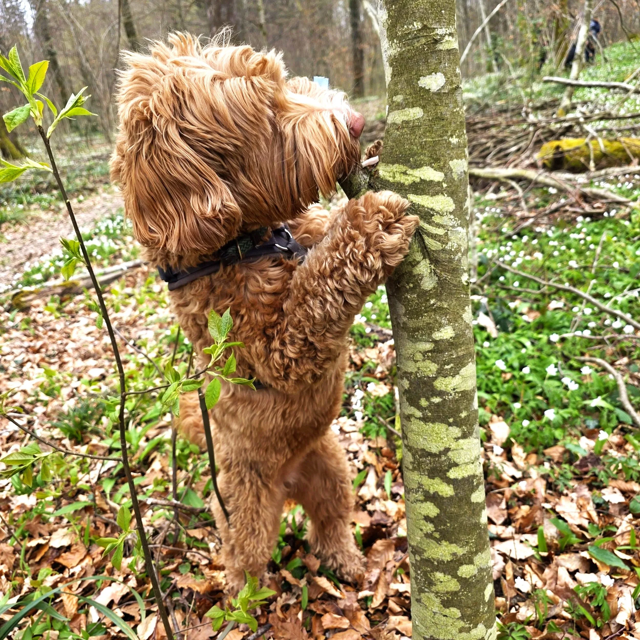 Frühlingsspaziergänge sinnvoll nutzen