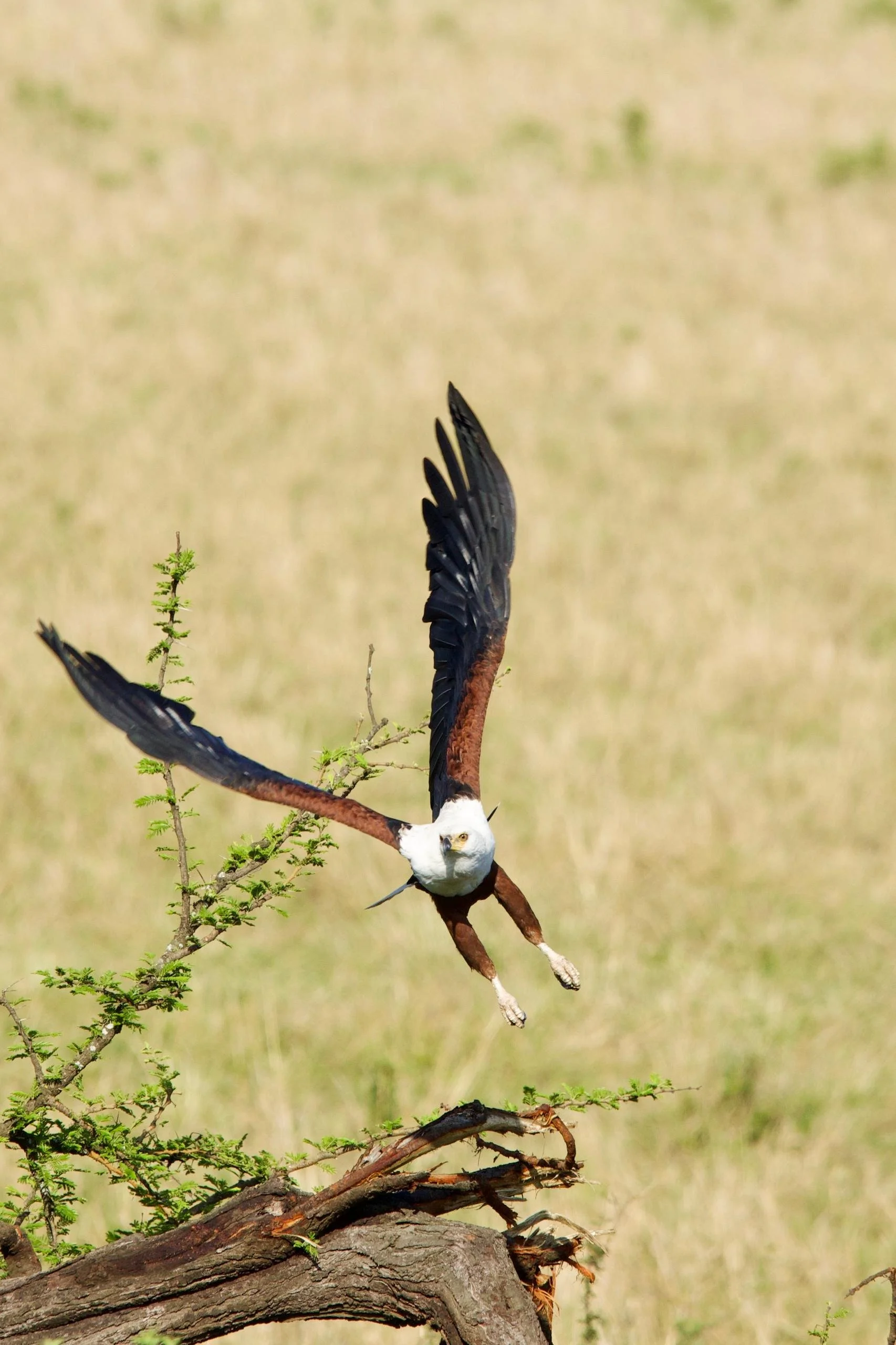 An African fish eagle in mid-flight, taking off from a tree branch in a grassy landscape.