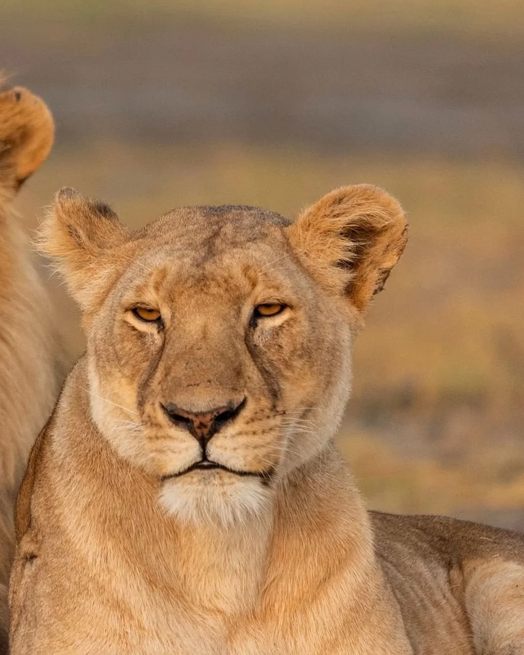 WhatsApp Image 2026-03-31 at 21.24.53 (3).jpeg