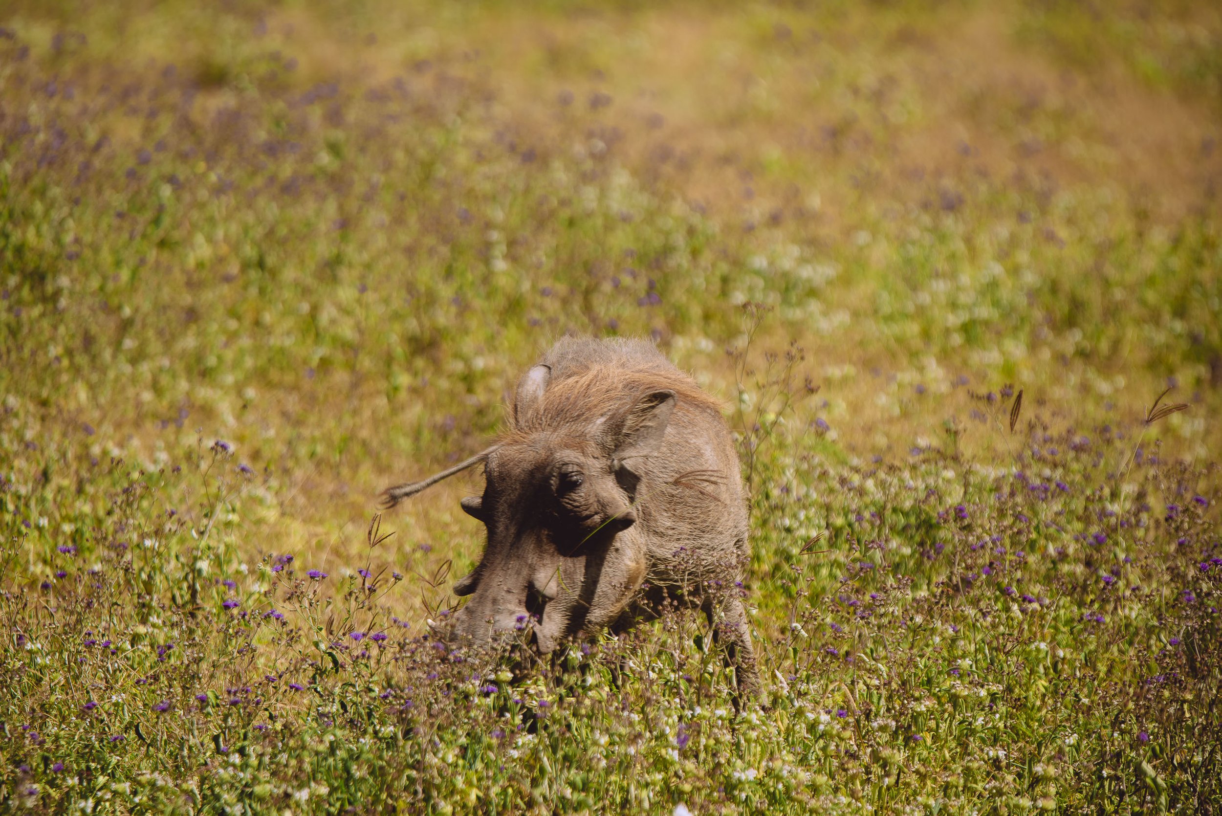 A young animal lying in a field of purple and green plants with its eyes closed.