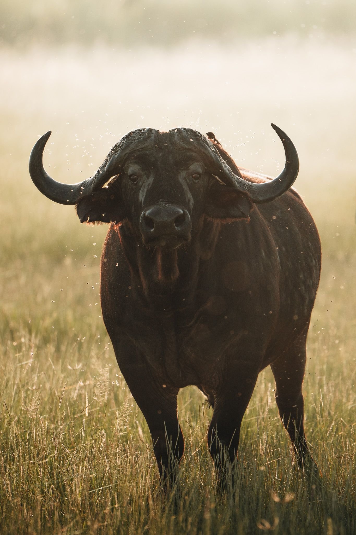 4 - days Tarangire, Ngorongoro safari and Serengeti From $2,600