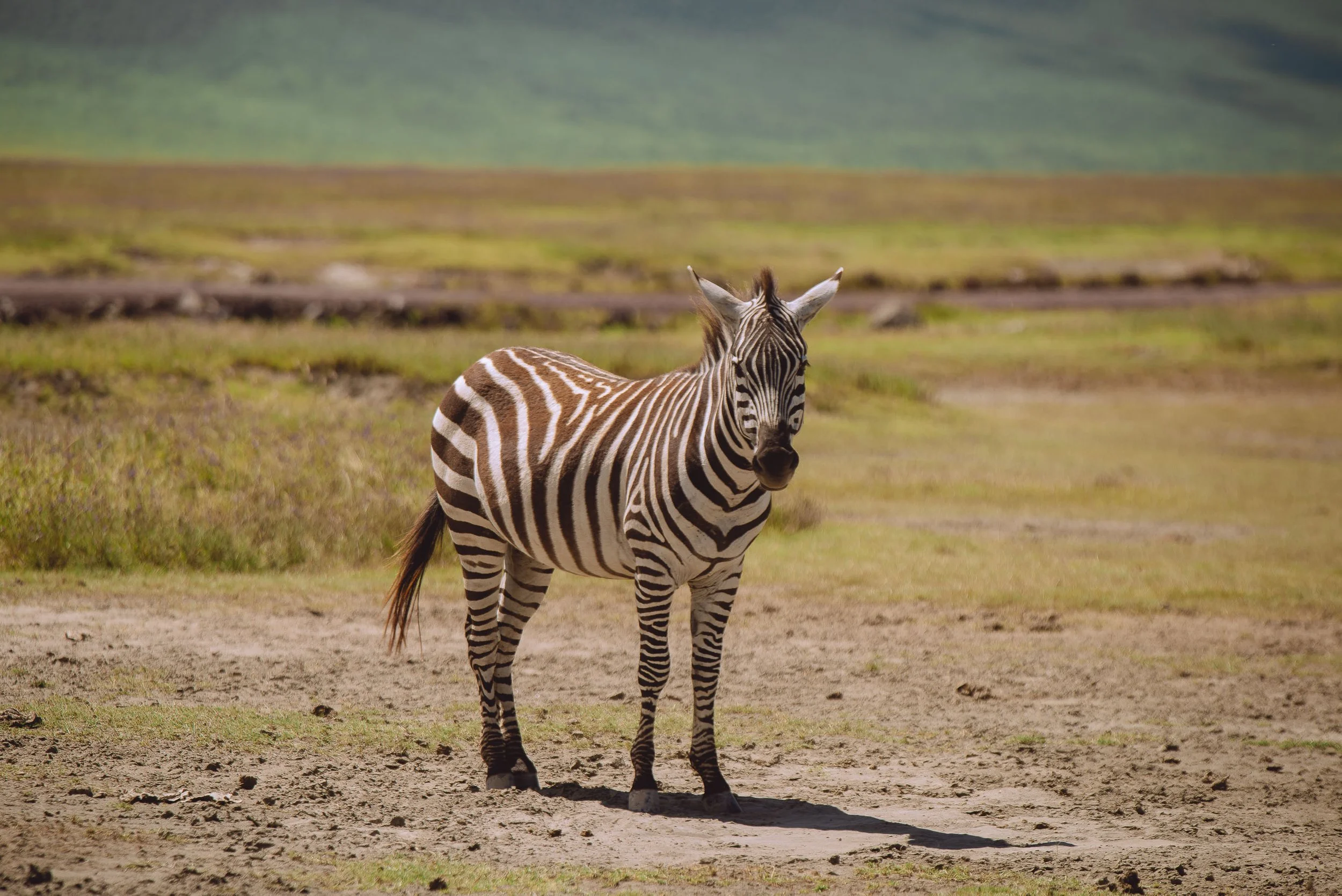 A zebra standing on a dirt path in a grassy plain with mountains in the background.
