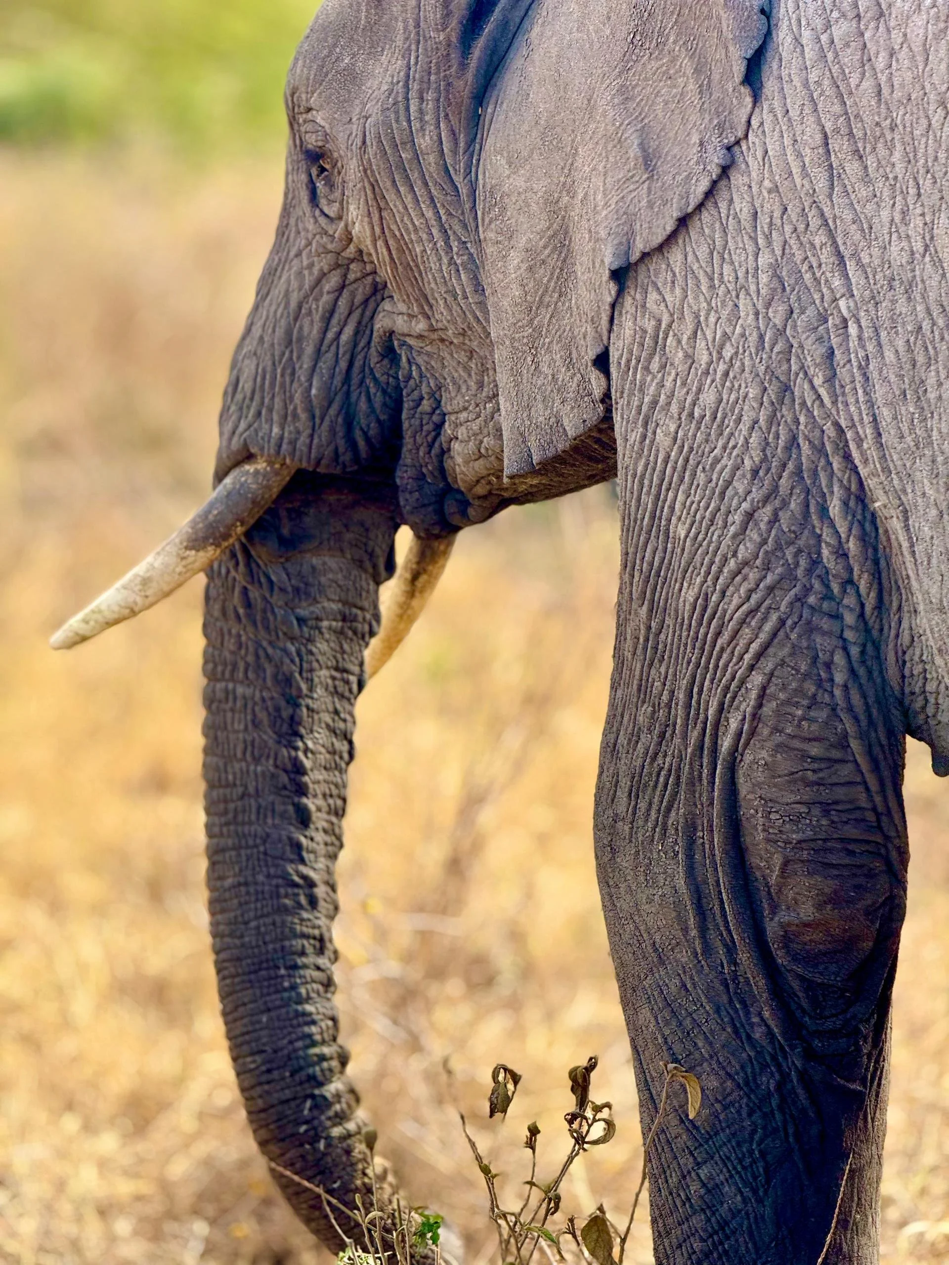 3 - days Tarangire, Manyara and Ngorongoro safari From $1,600