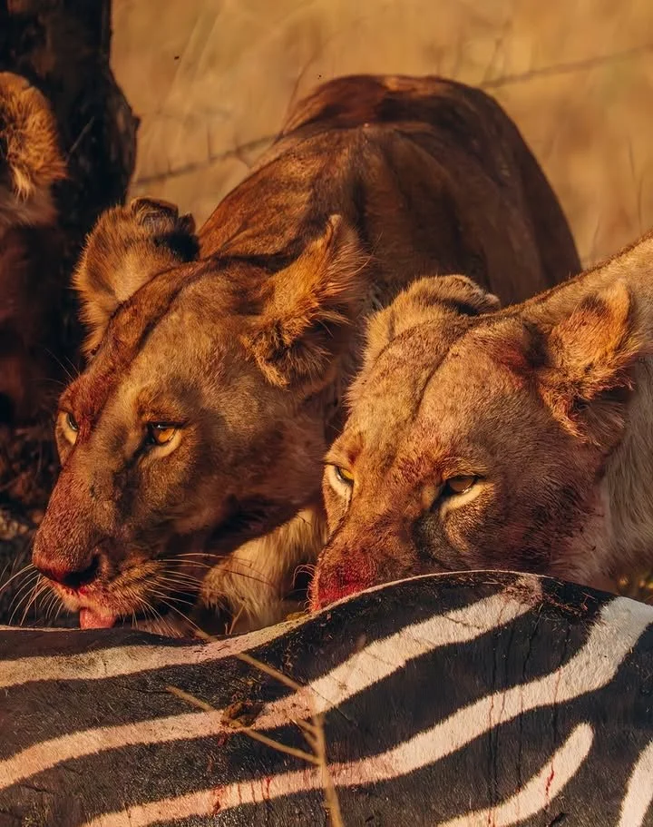 2 - Days Tanzania Safari – Ngorongoro Crater & Tarangire From $1,000