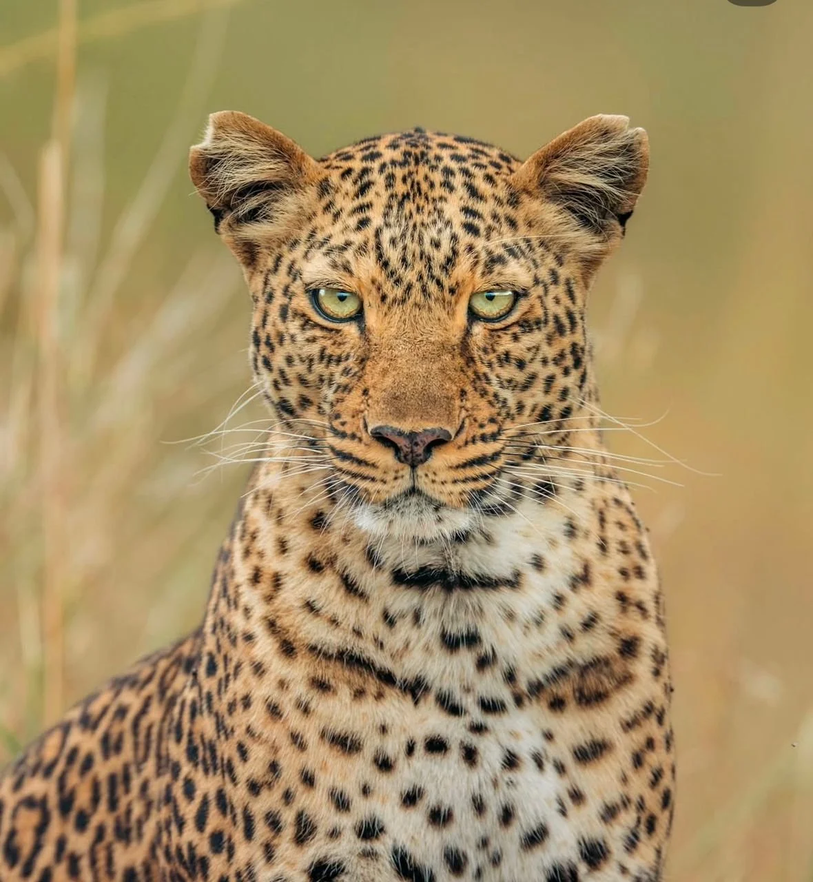 WhatsApp Image 2026-03-31 at 21.24.53 (6).jpeg