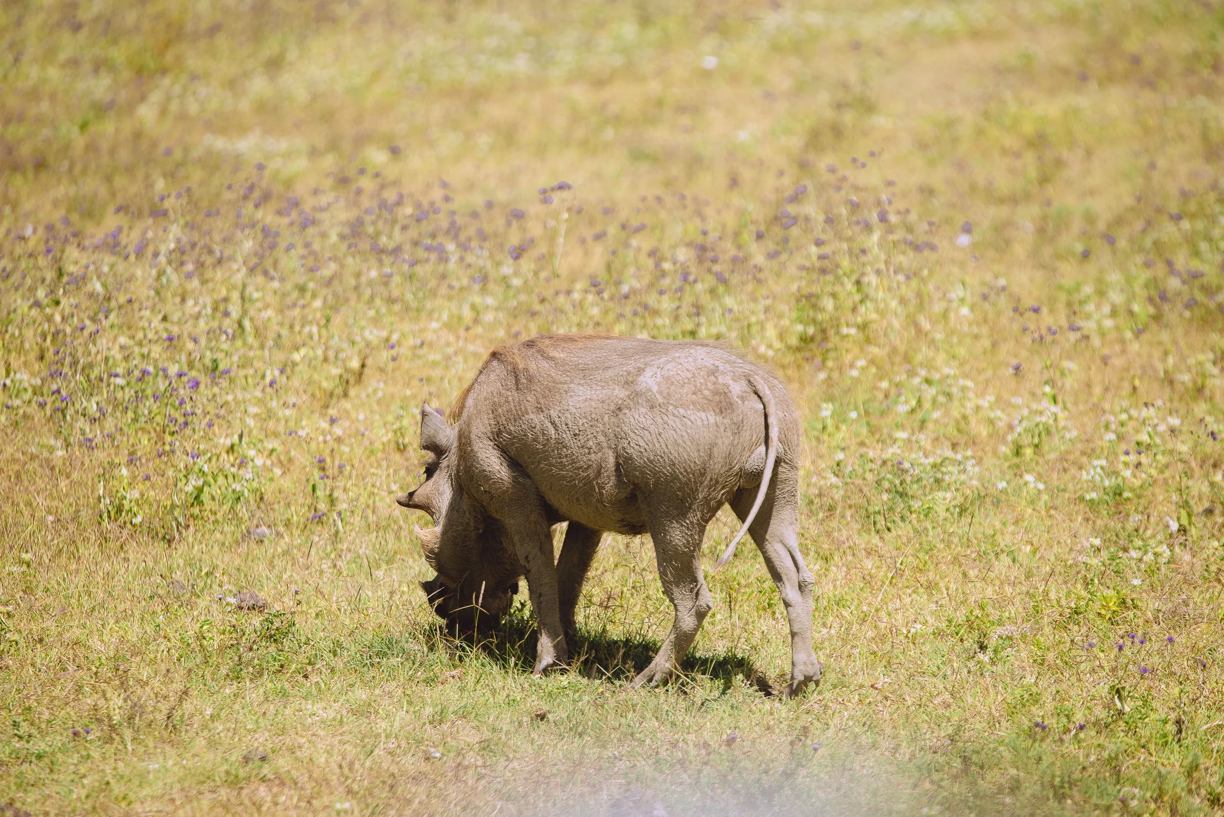 A baby elephant walking through a grassy field with purple flowers.