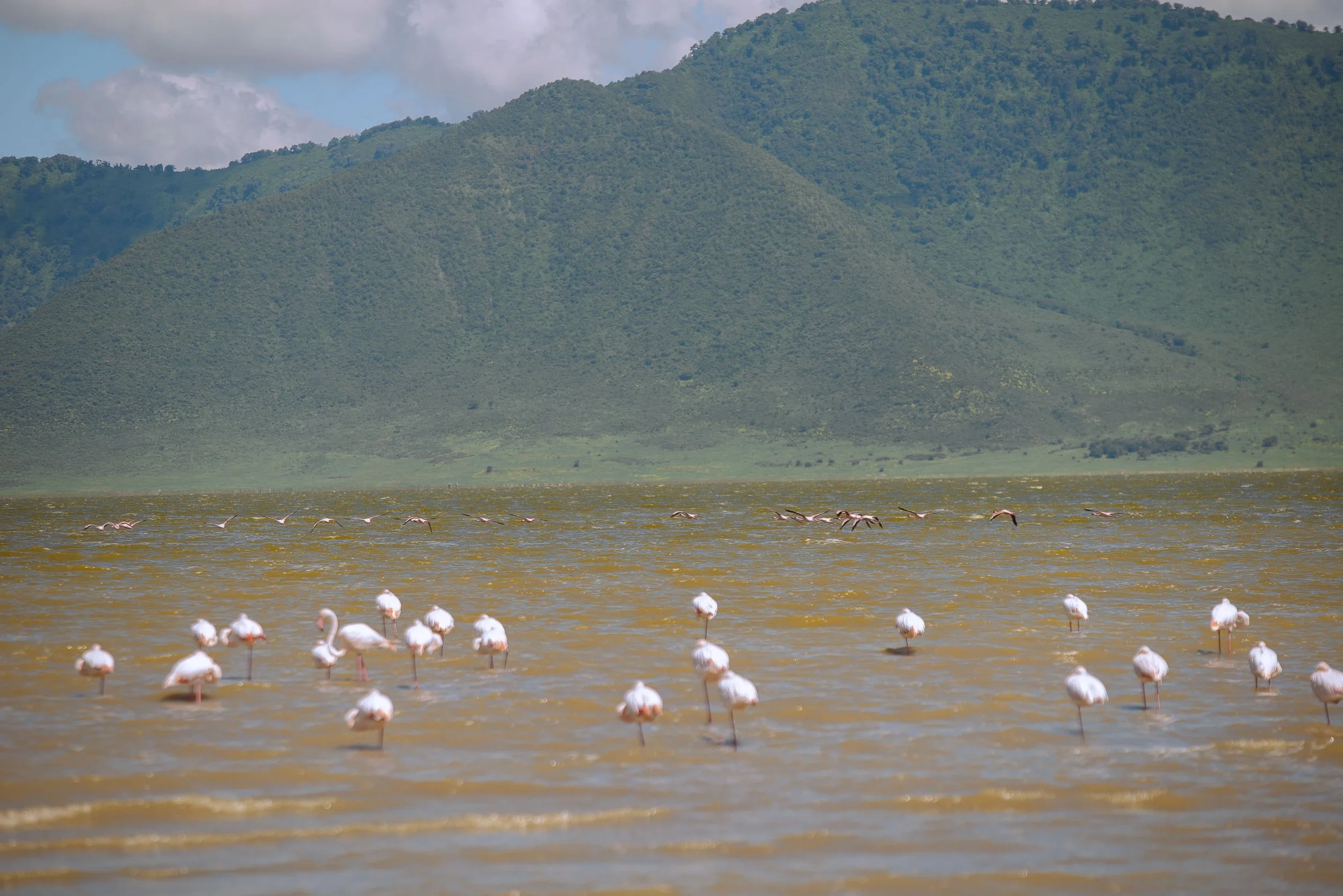 A large body of water with a group of flamingos wading in it, and green mountains with cloudy sky in the background.
