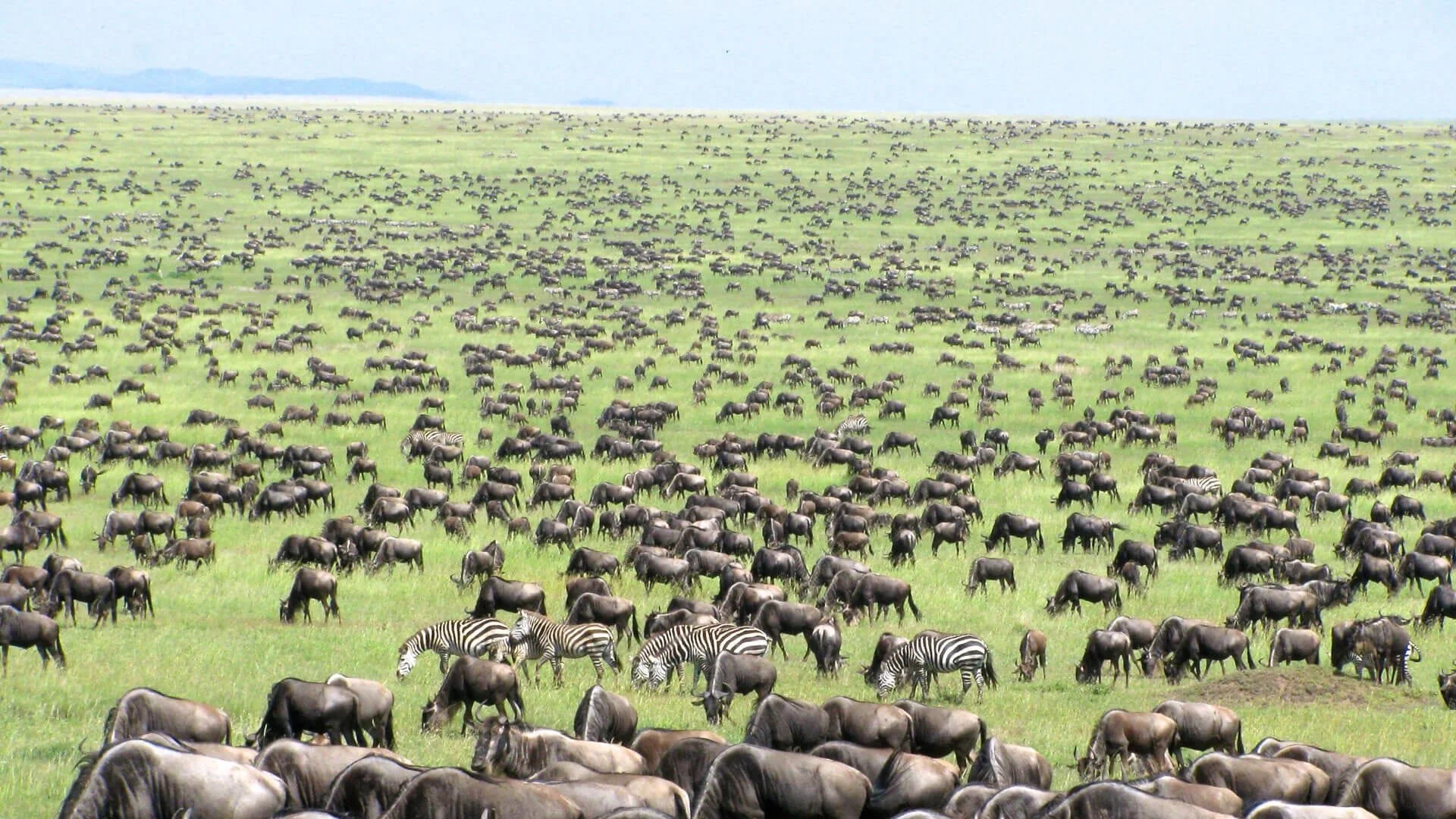 A vast grassy plains filled with a large herd of zebras and wildebeests grazing.