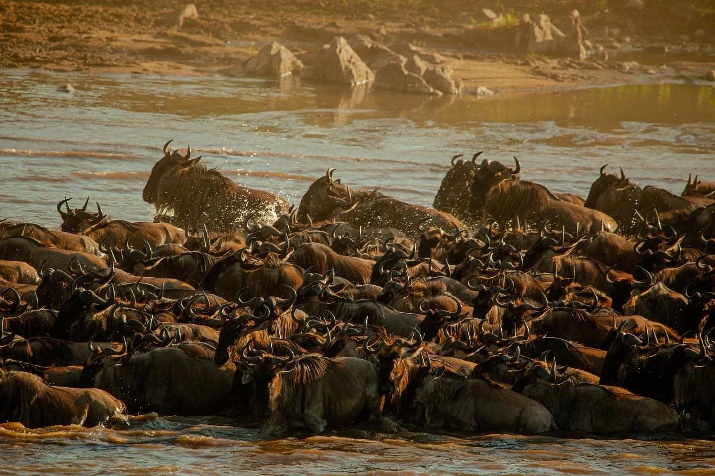 6 - Days Great Migration Safaris From $3,900