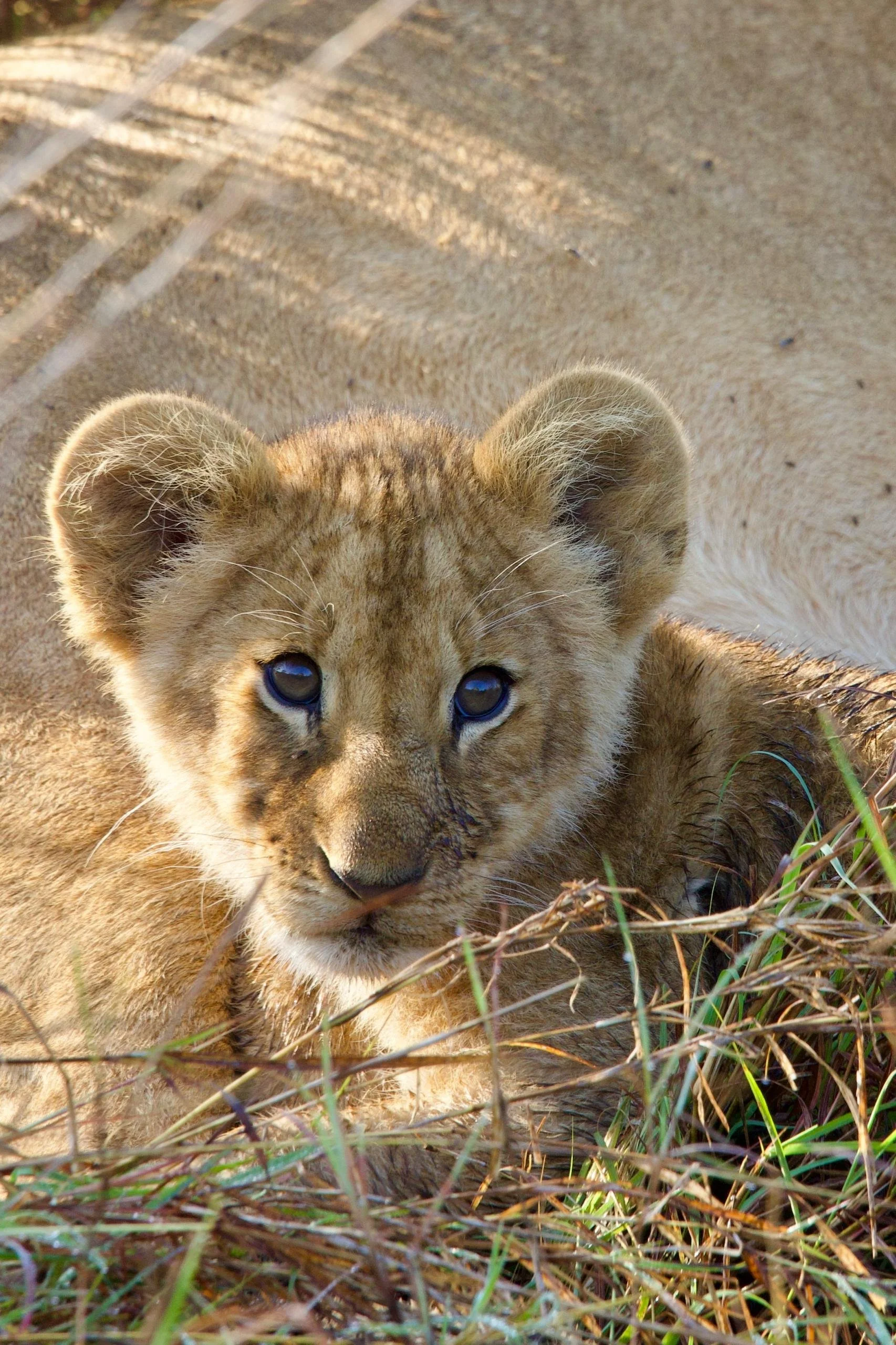 Close-up of a lion cub lying in dry grass, looking directly at the camera.