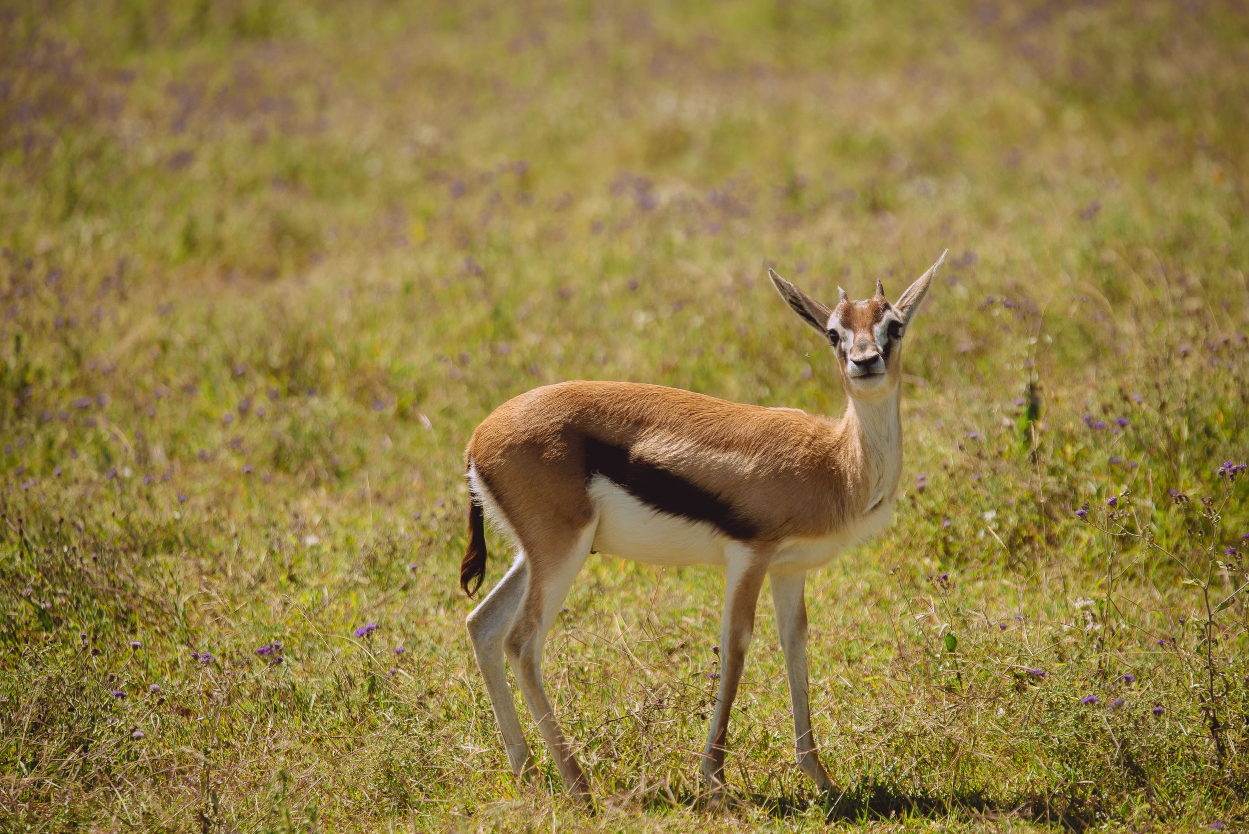 A young gazelle standing in a grassy field with purple flowers, facing the camera.