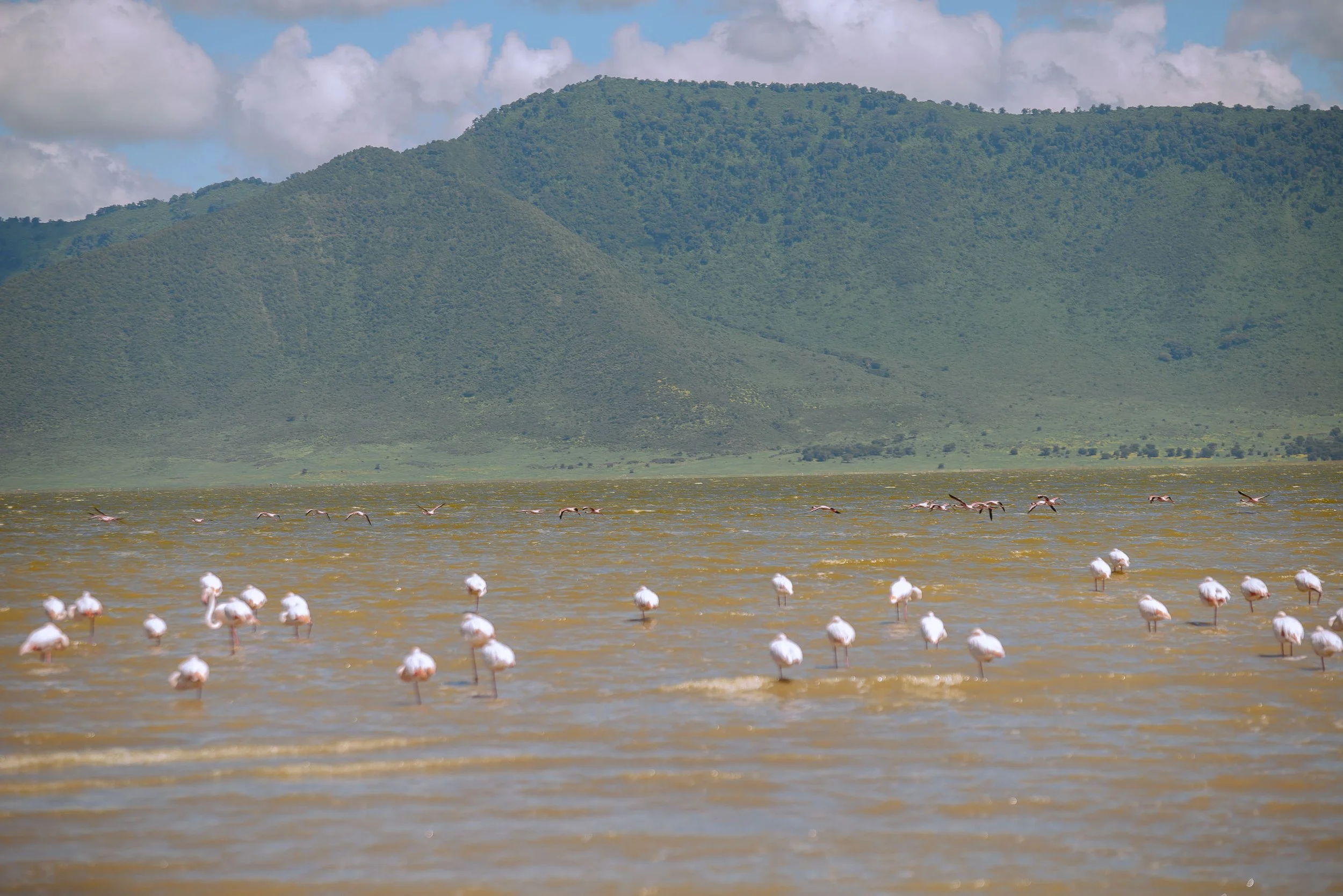 A large body of water with numerous flamingos standing and walking along the shallow shore. In the background, a green mountain under a partly cloudy sky.