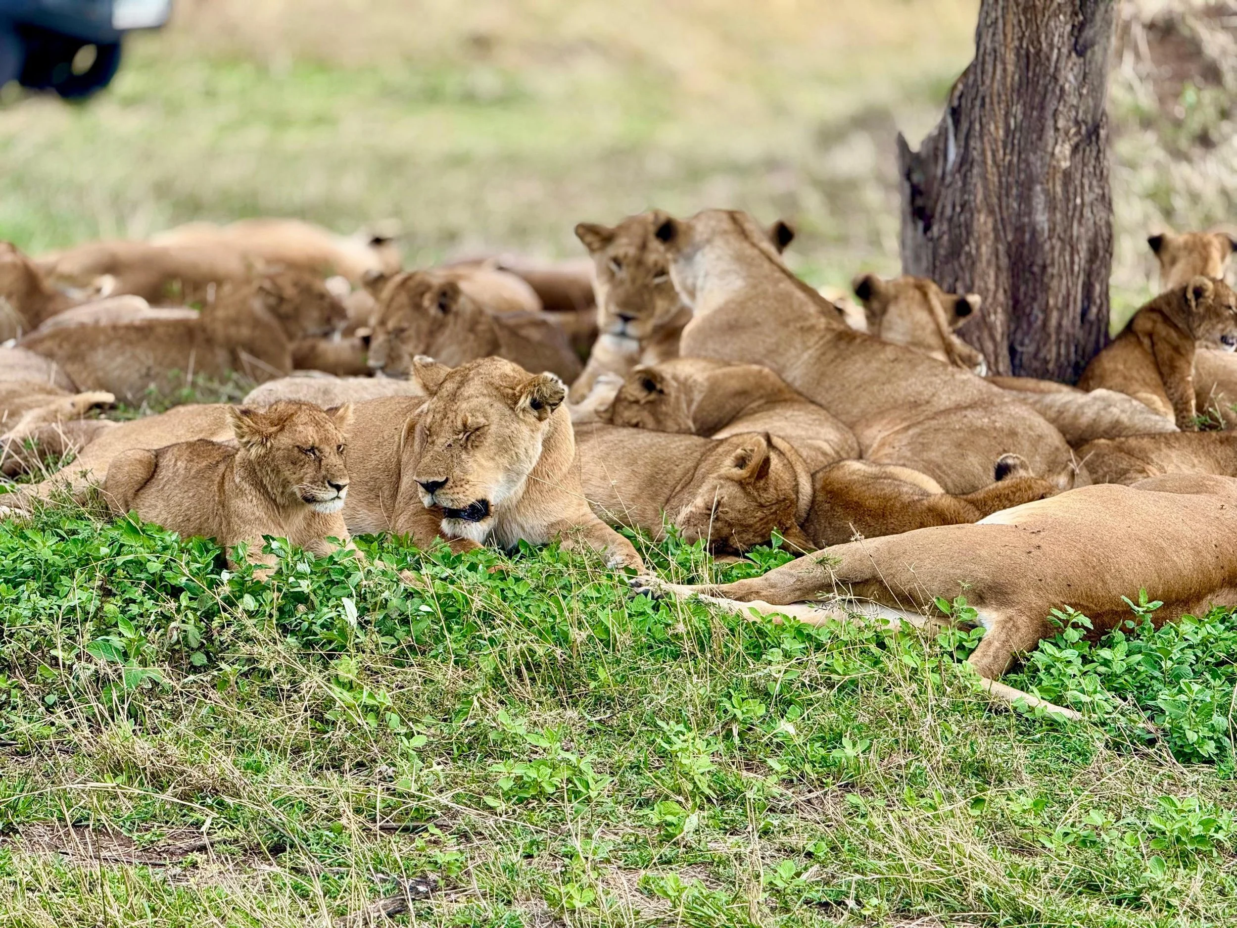 WhatsApp Image 2026-04-06 at 09.44.22 (8).jpeg