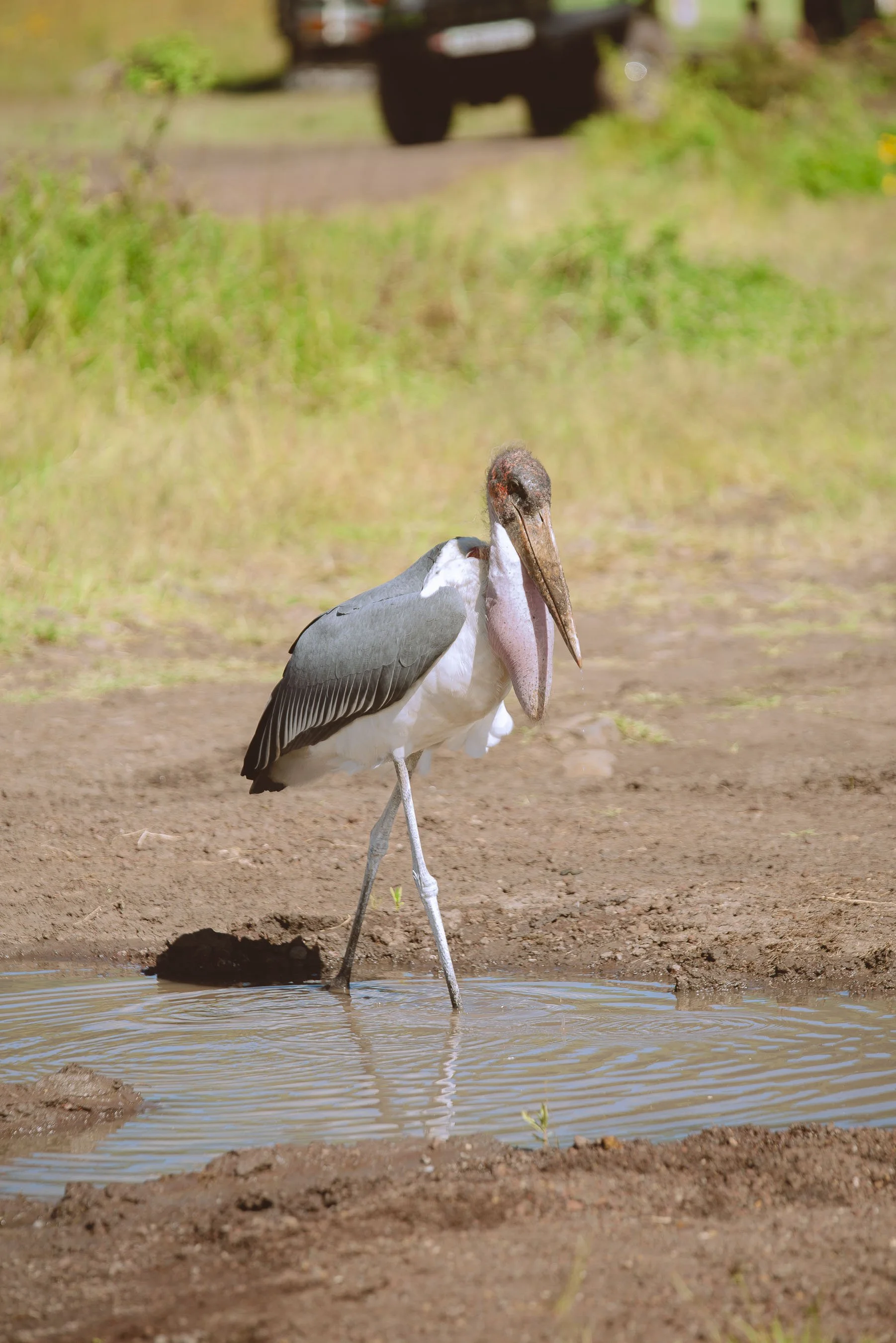 A large bird, likely a stork, standing in shallow water with one leg raised, surrounded by muddy ground and green vegetation in the background.