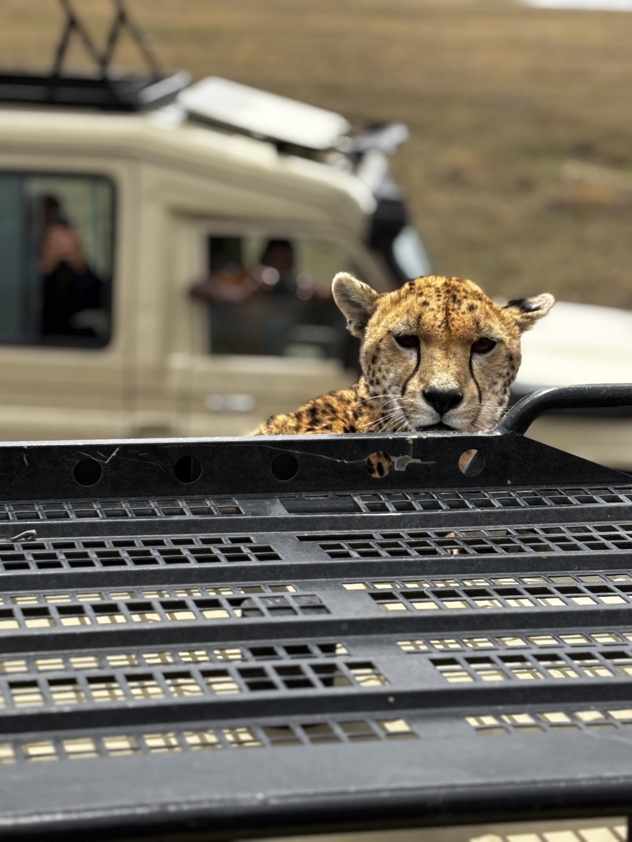 A cheetah lying on the hood of a vehicle with a blurred background of land and another vehicle.