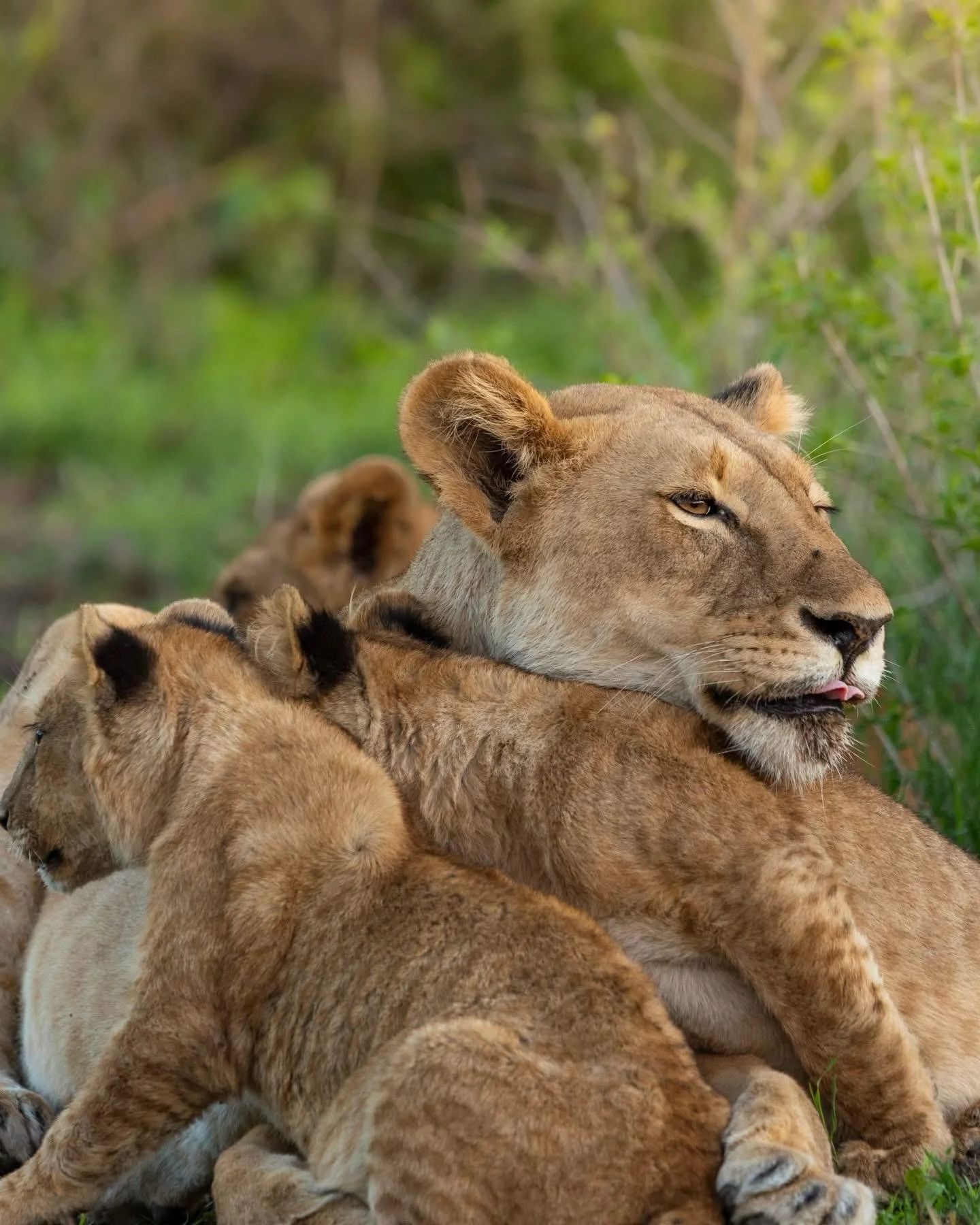 2 - Days Tanzania Safari – Ngorongoro Crater & Tarangire From $1,200