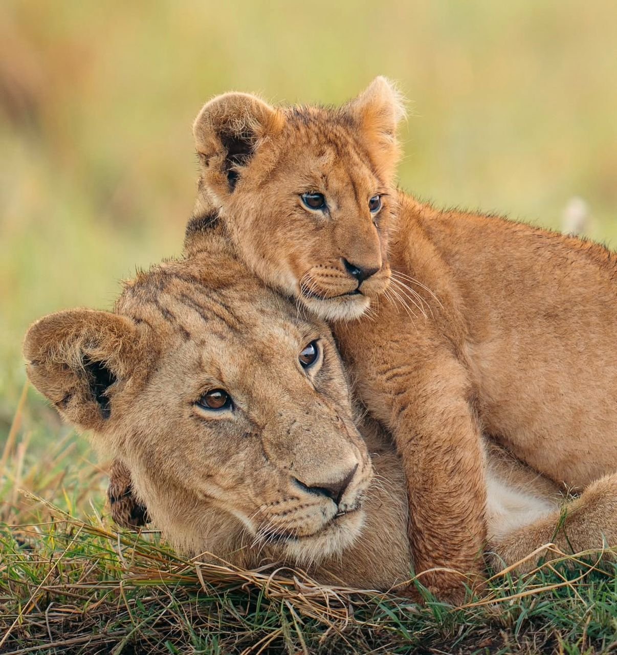 5 - days Tarangire, Serengeti and Ngorongoro From $3,100