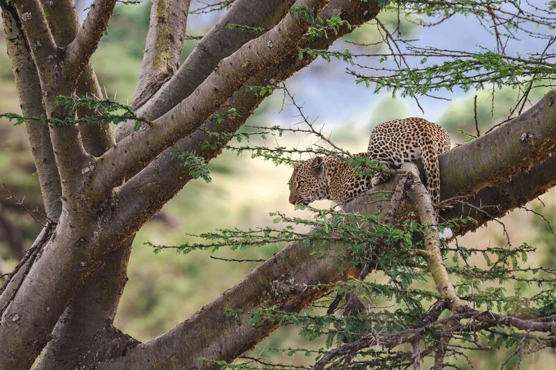 5 - days Tarangire, Serengeti and Ngorongoro From $3,720