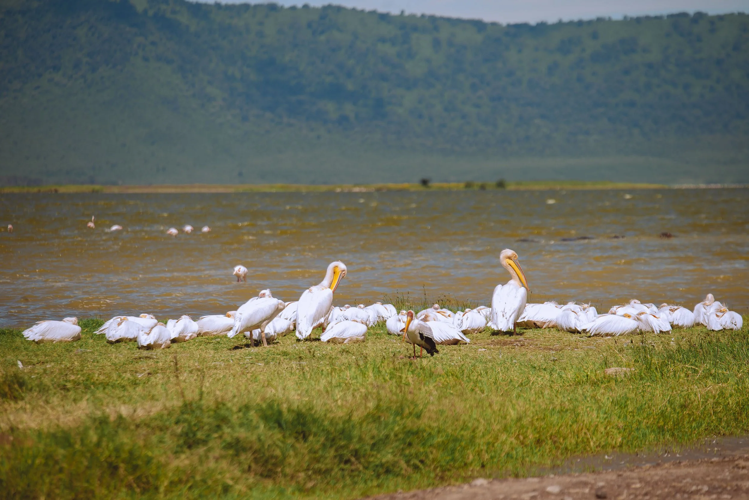 A group of white pelicans resting on green grass by a body of water with mountains in the background.