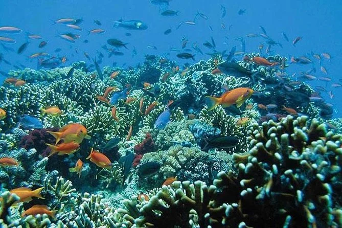 Snorkeling at Blue Lagoon
