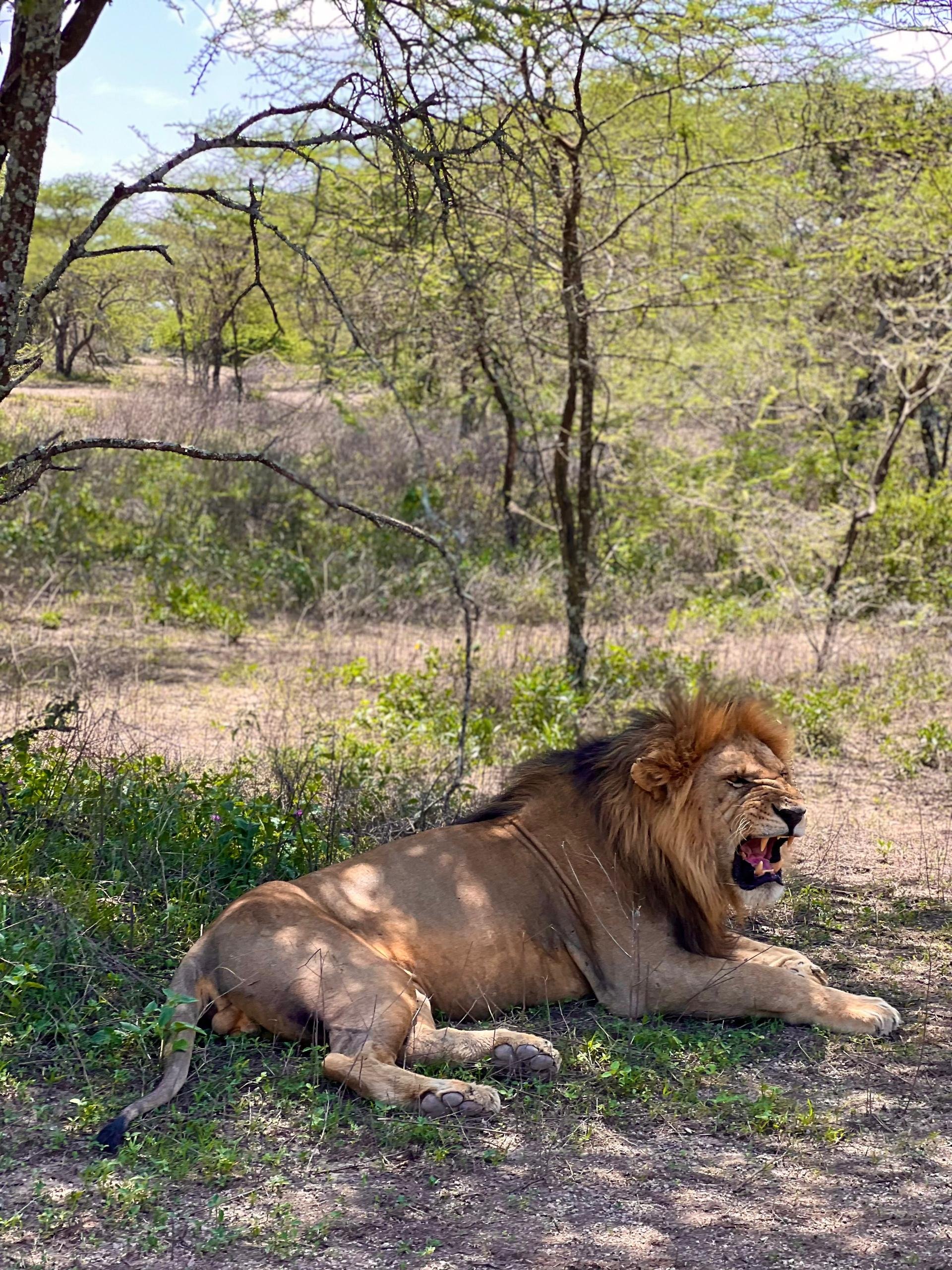 A lioness lying on the ground in a savannah, roaring with a mane, trees, grass, and shrubs in the background.