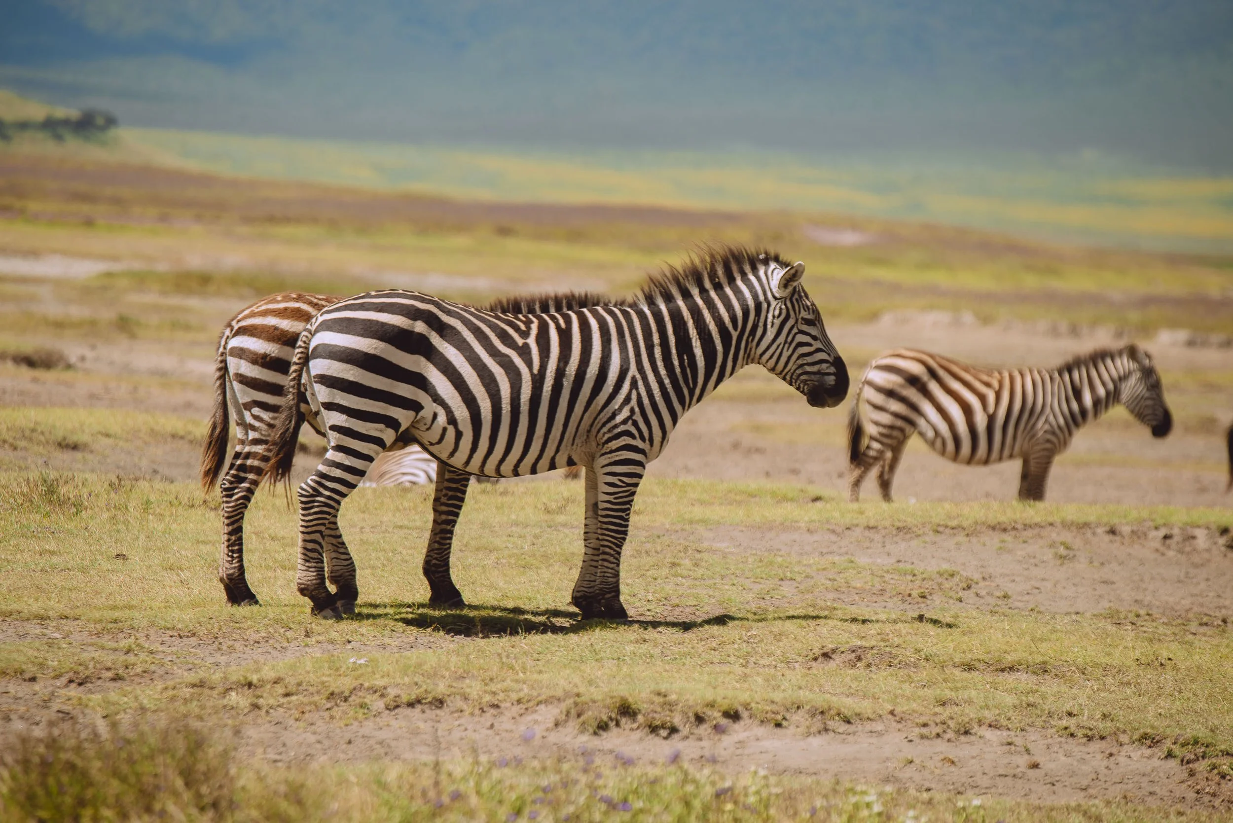 Three zebras grazing on grassland with a colorful, mountainous background under a cloudy sky.