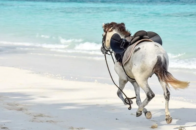 Horse Riding