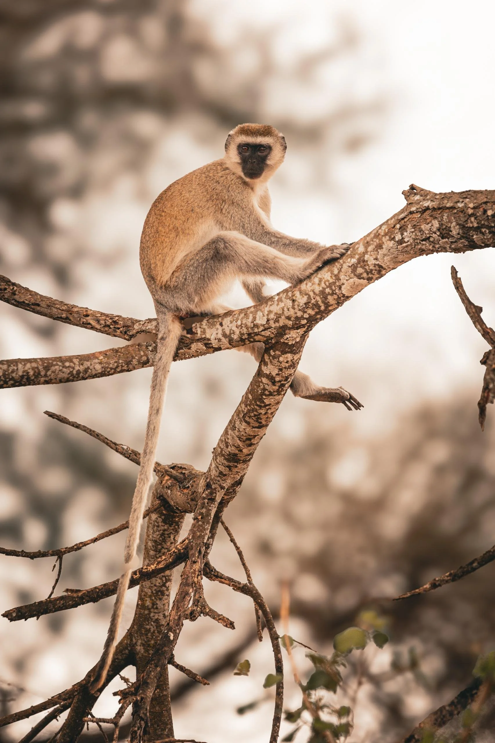 A monkey sitting on a tree branch in a natural setting.