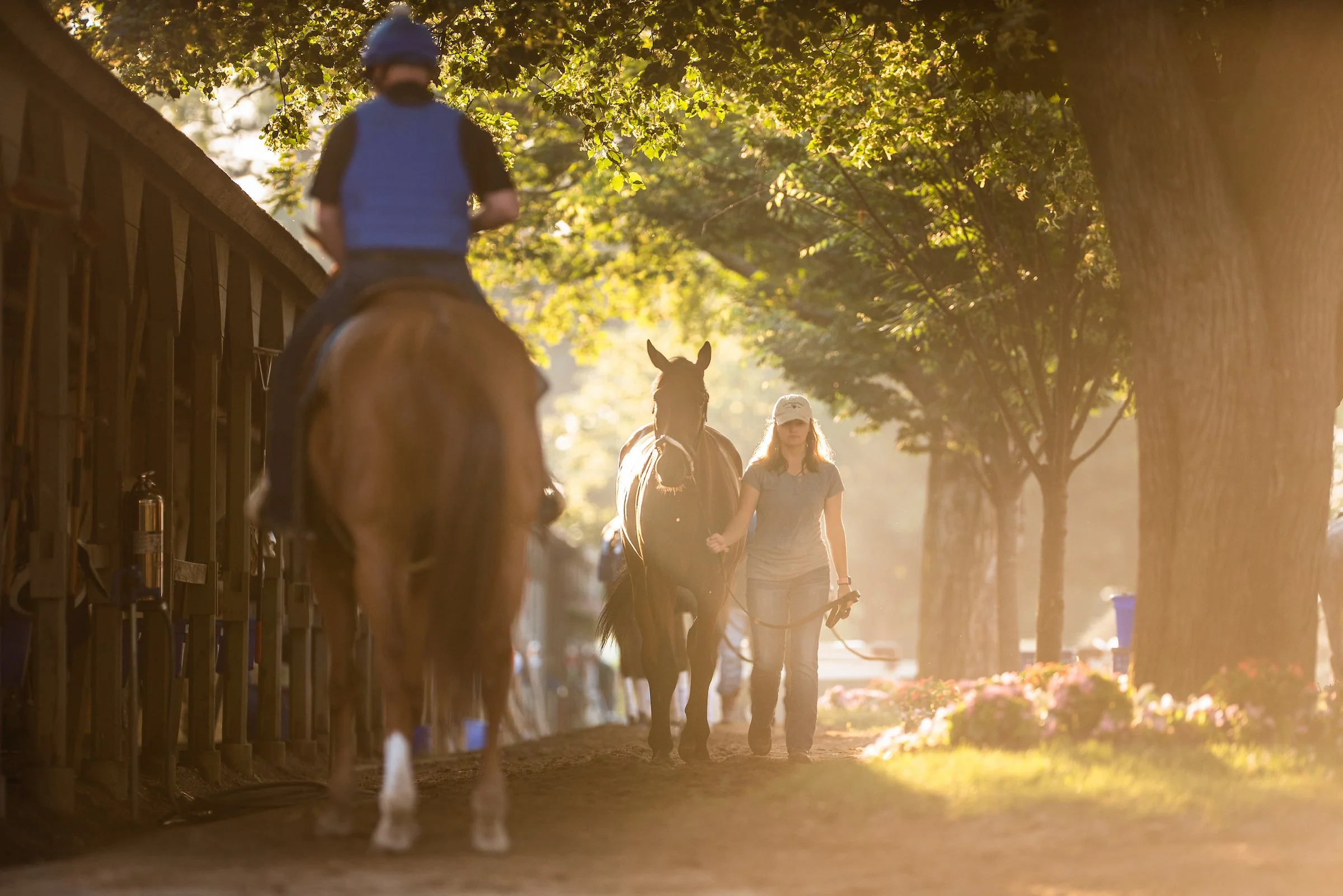 Trainer walking a racehorse during morning training, showing the daily care and routine behind racehorse ownership