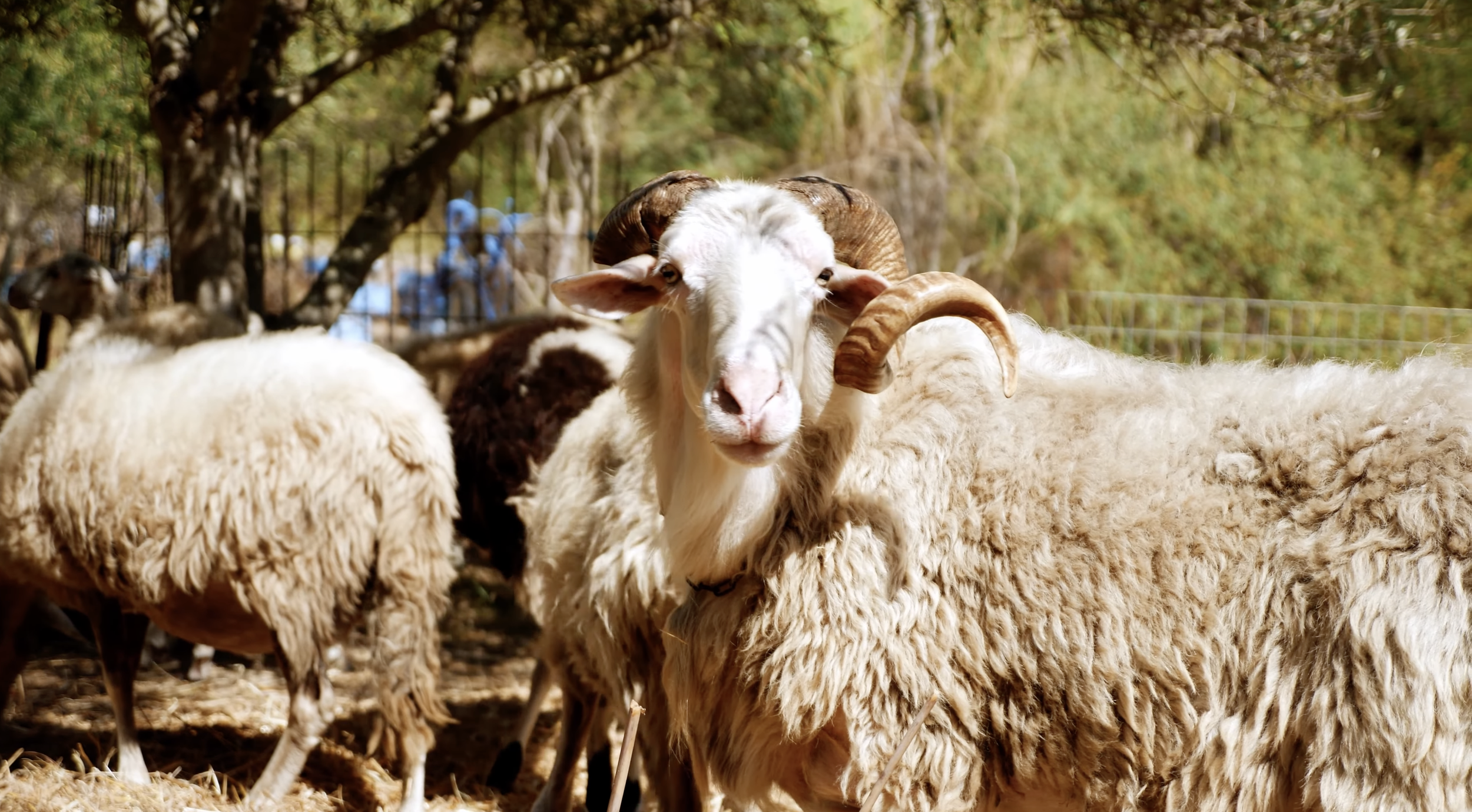 Bioporos Organic Farm