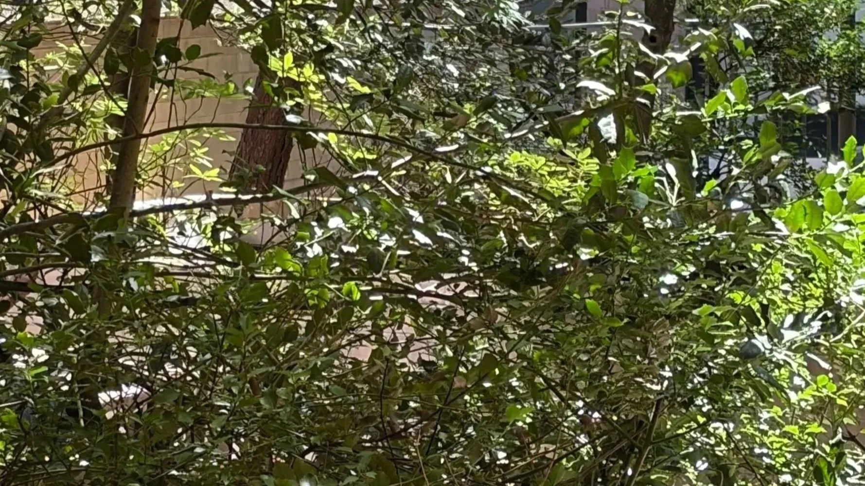 A natural embodied space in the city