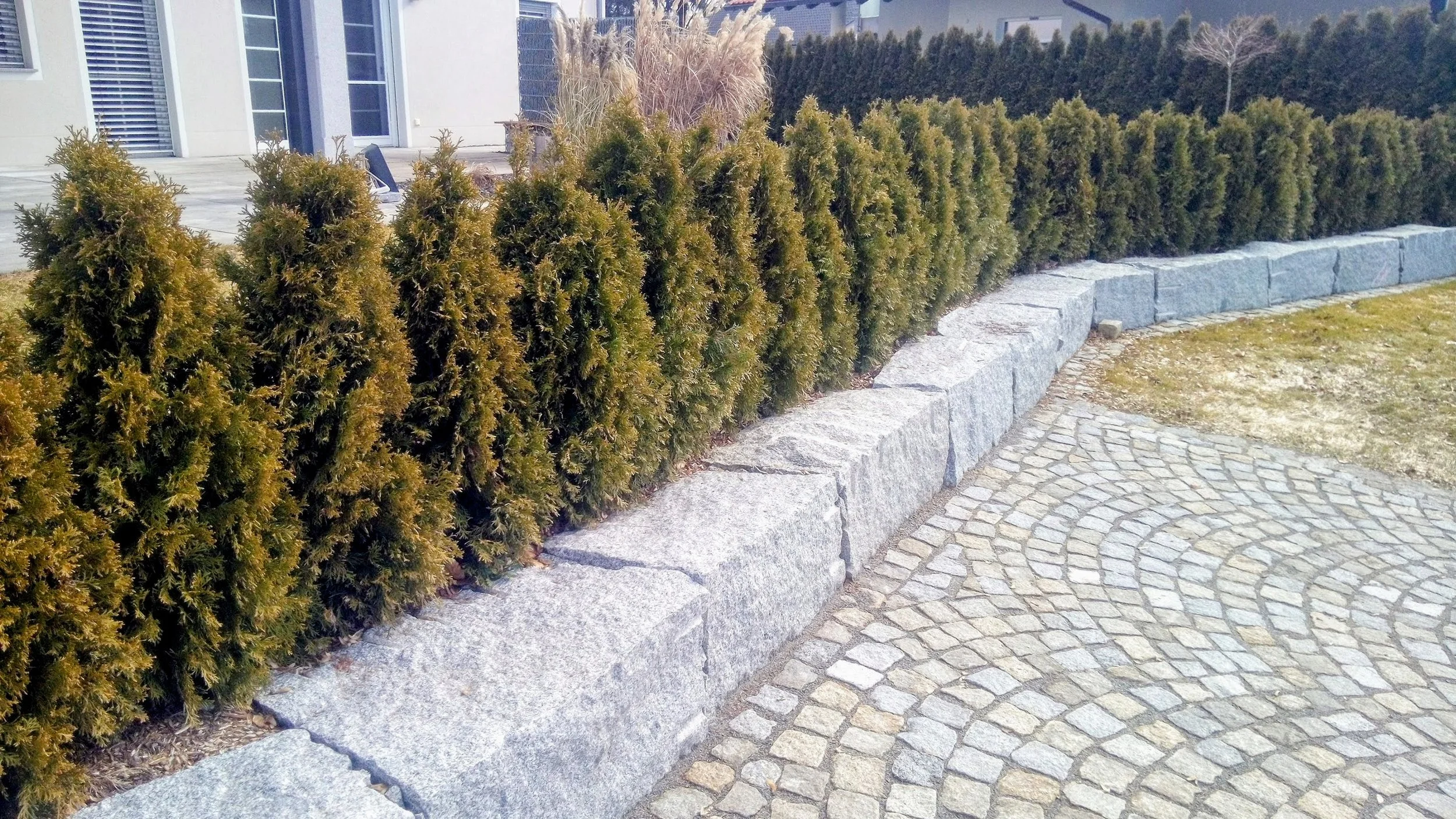 Blick auf eine Reihe von immergrünen Sträuchern, die entlang einer Steinmauer und einer gepflasterten Fläche gepflanzt sind.