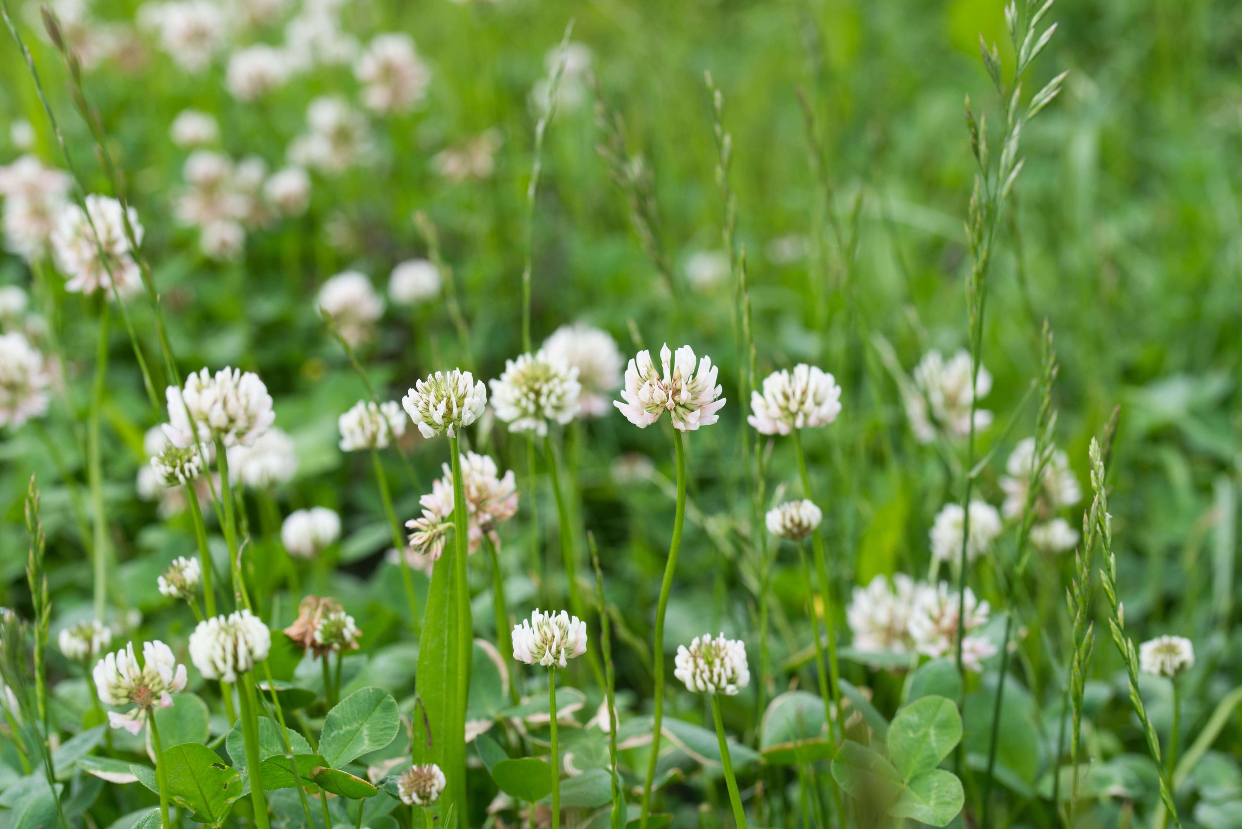 Close-up of white clover flowers in a grassy field.