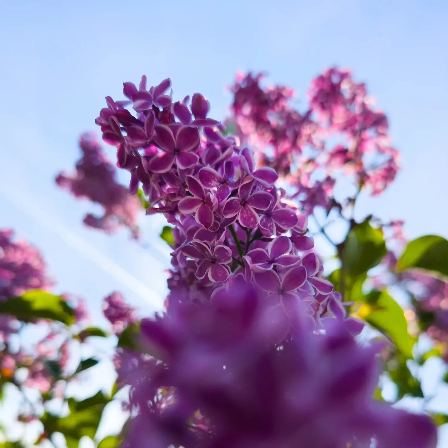 Close-up of purple lilac flowers with a blue sky background.