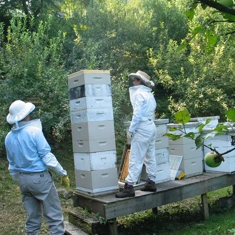 Two beekeepers wearing protective suits and hats working on a beekeeping setup outdoors, surrounded by green trees, with several beehives stacked on a platform.