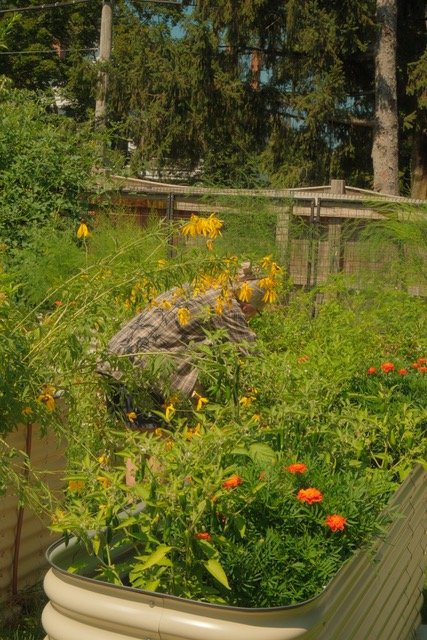 A flower garden with yellow and red flowers, a person gardening, and a wooden fence with trees in the background.