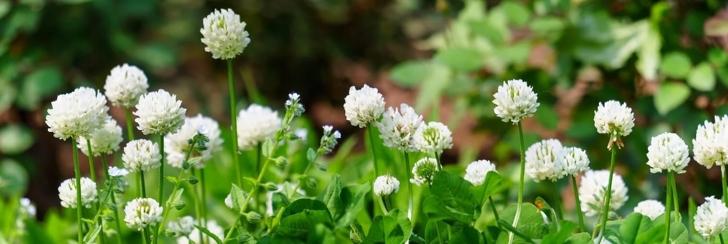 White clover flowers growing in a garden.