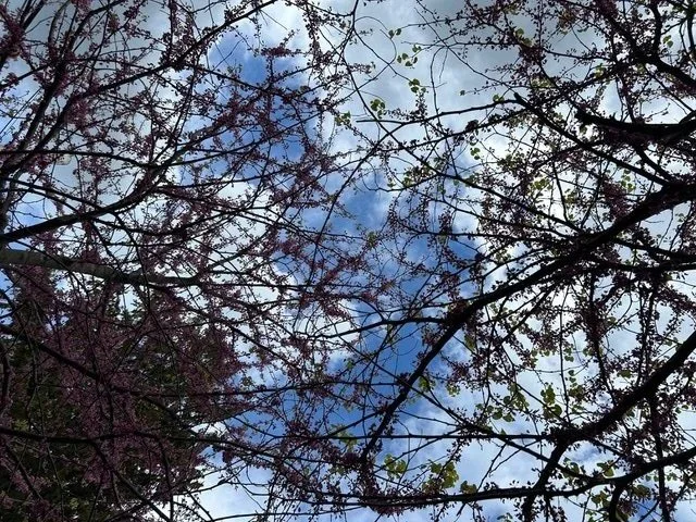 Tree branches with sparse leaves against a partly cloudy sky.