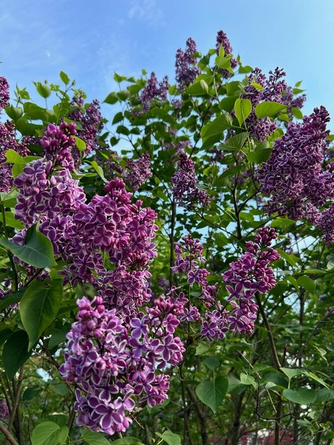 Purple lilac flowers on a bush against a bright blue sky with some clouds.