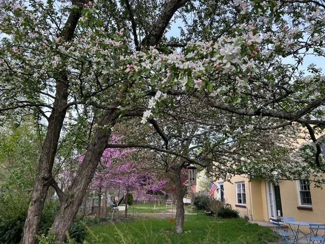 Spring trees with pink and white blossoms in a backyard with green grass, a house with an American flag, and outdoor furniture.