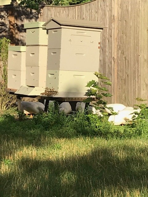 Three light-colored beehives on a wooden platform on a farm, with some greenery and a wooden fence in the background.