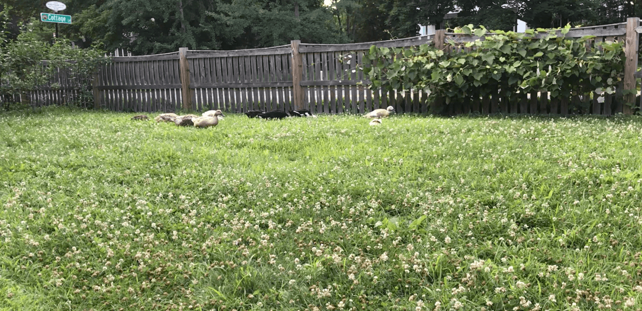 A grassy farm area enclosed by a wooden fence, with some ducks foraging in the grass and a vine-covered trellis in the background.