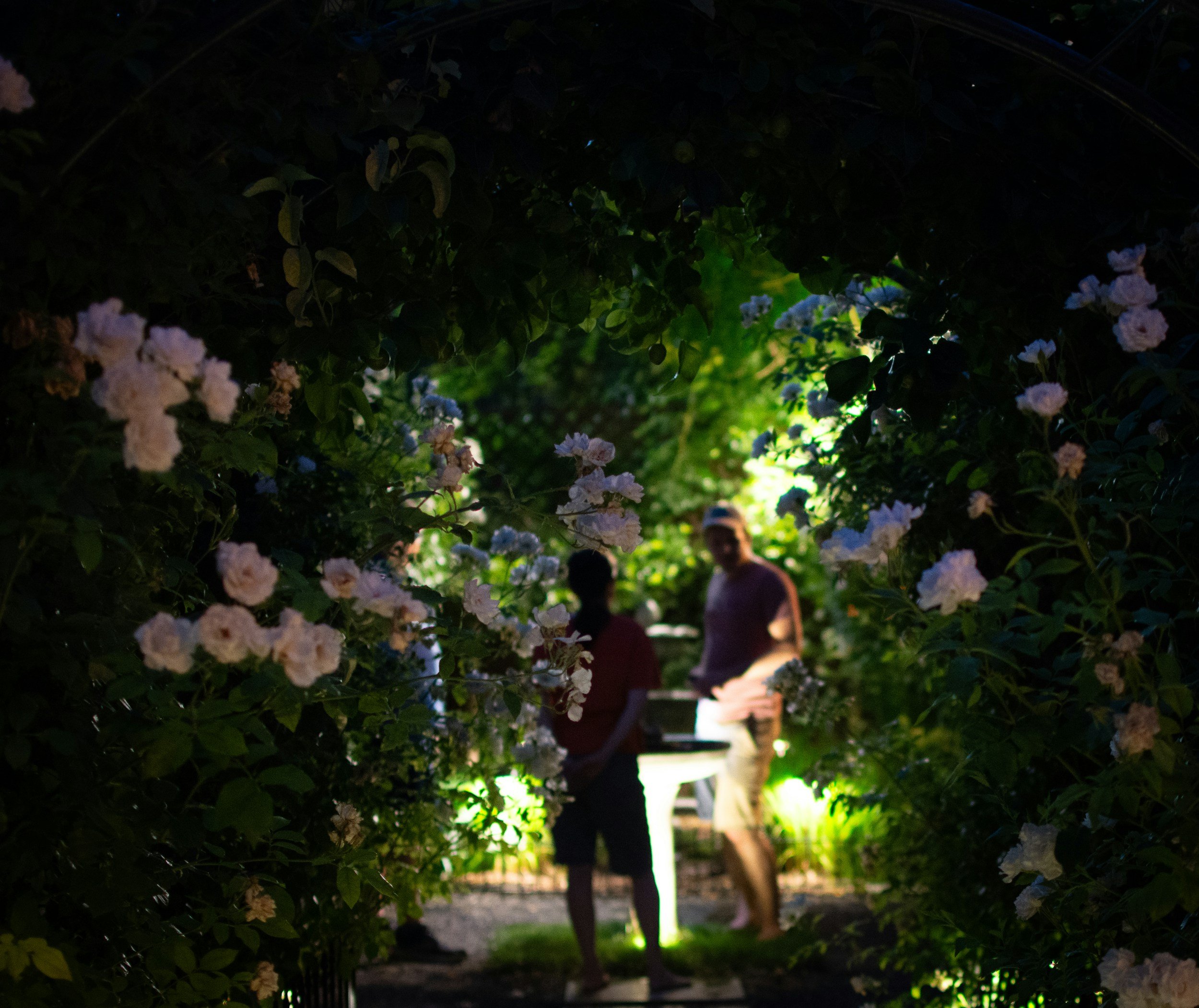 Dusk &amp; bloom
