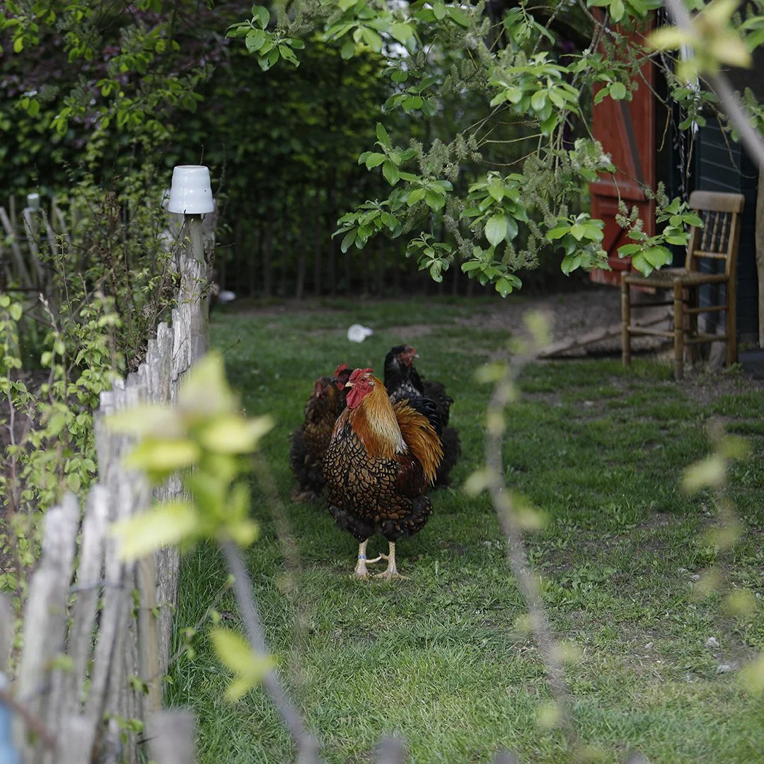 Hühner im Garten mit Bäumen und einem Holzstuhl im Hintergrund.