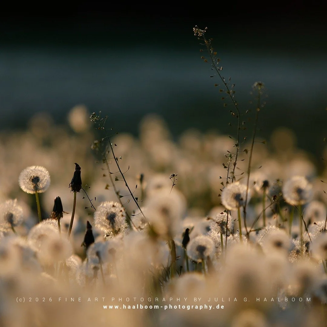 Fine Art Photography - The Silent Art of Seeing
Exclusive Fine Art Photography for those who sense depth, stillness and aesthetic clarity

*Handcrafted Fine Art &ndash; no AI*

#oldmasterfineartlook
#hamburg
#dandelion
#colorfineart
#haalboom_photogr