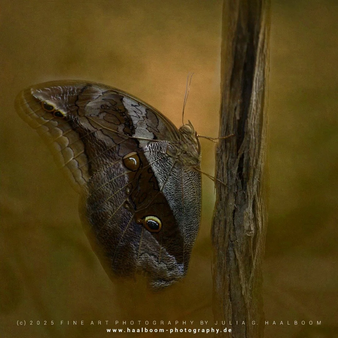 Fine Art Photography - The Silent Art of Seeing
Exclusive Fine Art Photography for those who sense depth, stillness and aesthetic clarity

*Handcrafted Fine Art &ndash; no AI*

#oldmasterfineartlook
#hamburg
#dragonfly
#colorfineart
#haalboom_photogr