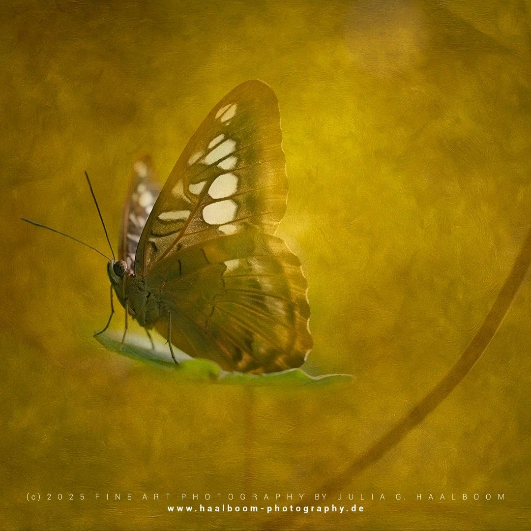 Fine Art Photography - The Silent Art of Seeing
Exclusive Fine Art Photography for those who sense depth, stillness and aesthetic clarity

*Handcrafted Fine Art &ndash; no AI*

#oldmasterfineartlook
#hamburg
#dragonfly
#colorfineart
#haalboom_photogr