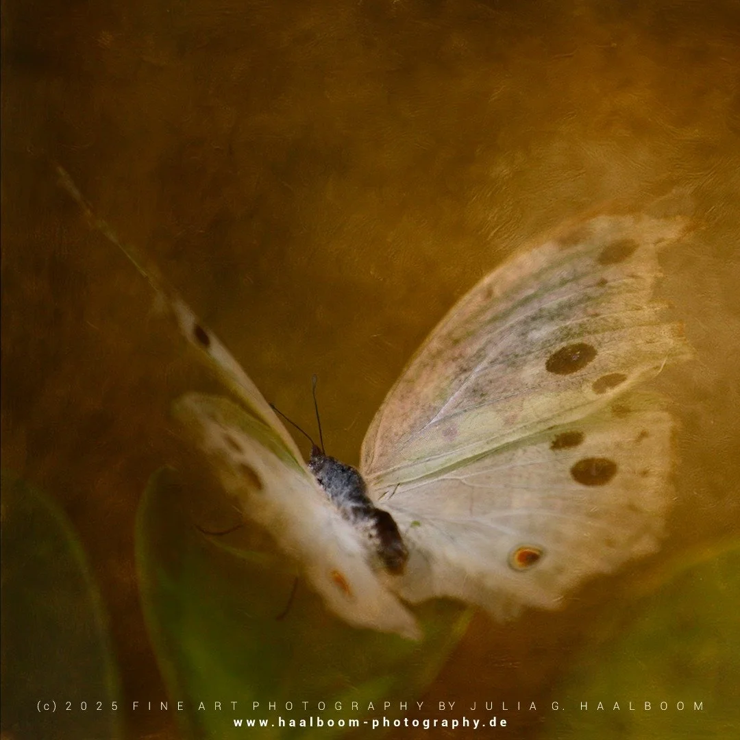 Fine Art Photography - The Silent Art of Seeing
Exclusive Fine Art Photography for those who sense depth, stillness and aesthetic clarity

*Handcrafted Fine Art &ndash; no AI*

#oldmasterfineartlook
#hamburg
#dragonfly
#colorfineart
#haalboom_photogr